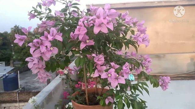 Bougainvillea, ID # Formosa. смотреть онлайн