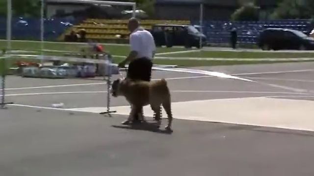 Любовь на всю жизнь Алабай(3) смотреть онлайн