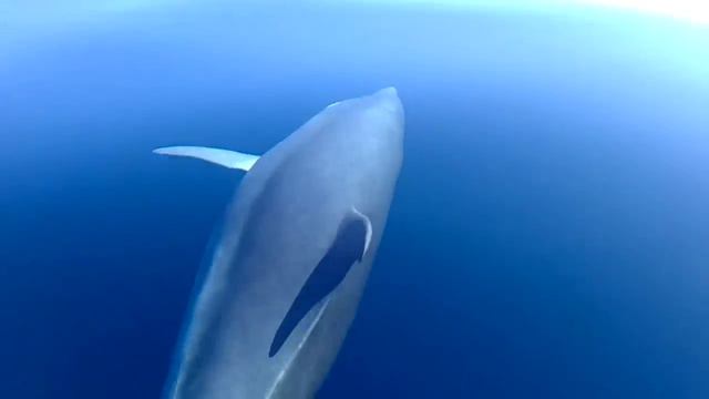 Angels of the Sea - Ibiza Dolphins смотреть онлайн