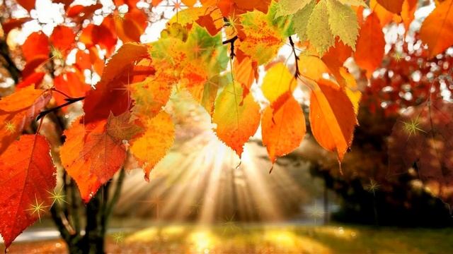 HD Footage Футаж Фон для видеомонтажа Золотая осень смотреть онлайн