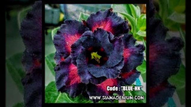 Adenium Flowers Show// Siam Adenium New Collection