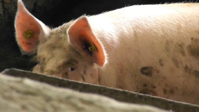 Рожа свиней (осложнения после вакцинации). Erysipelas pigs. смотреть онлайн