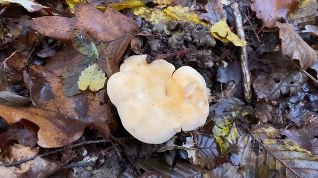 Hydnum repandum (Ежовик жёлтый), October 31, 2021 смотреть онлайн