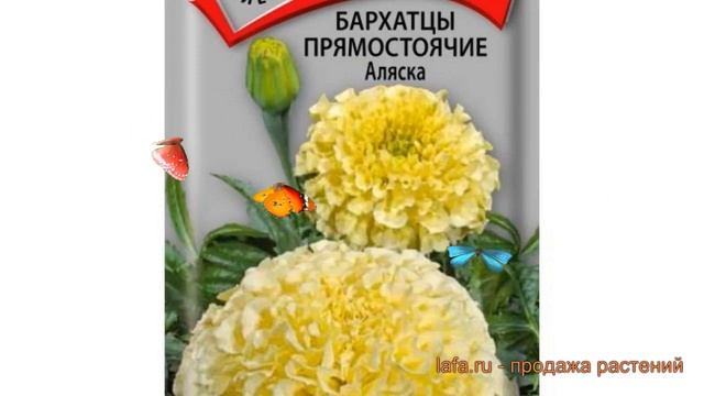Бархатцы прямостоячая Аляска (alyaska) ? бархатцы Аляска обзор: как сажать семена бархатцев Аляска смотреть онлайн