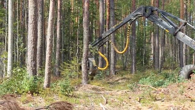 День лесника Чериковский лесхоз 2015 1 смотреть онлайн