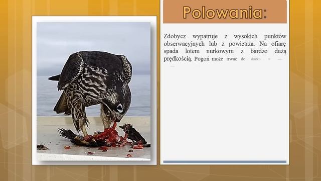 Sokół wędrowny (Falco peregrinus) odgłosy смотреть онлайн