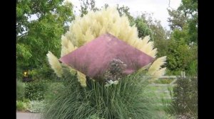 Пампасная трава - кусочек экзотики в ландшафтном дизайне