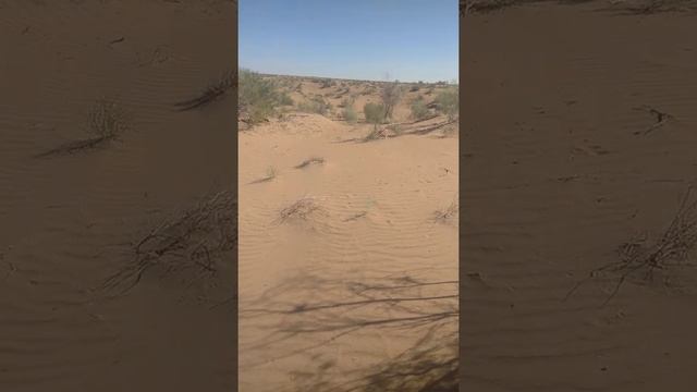 Пустыня Кызылкум!!!!! смотреть онлайн