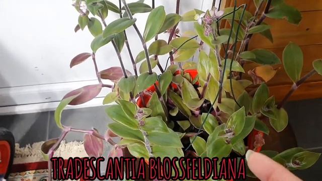 update in my TRADESCANTIA BLOSSFELDIANA more flowers. смотреть онлайн