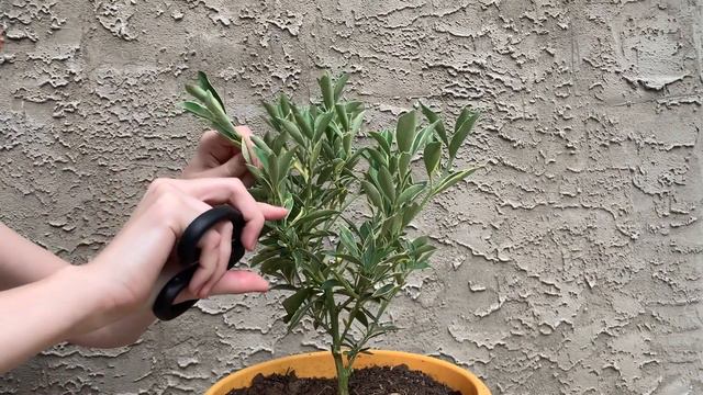Centennial Variegated Kumquat Pruning, Philly 2020.09.05 смотреть онлайн