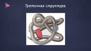 10 класс - Биология - Строение и функции белков в клетке