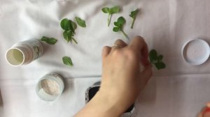 Черенкование петунии Opera Supreme Blue выращенной из семян.