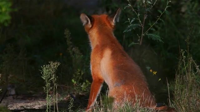 Лисица. Лето. Fox. Summer. смотреть онлайн