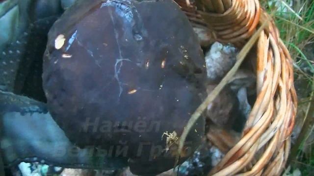 Тихая Охота в Кубанских Лесах смотреть онлайн