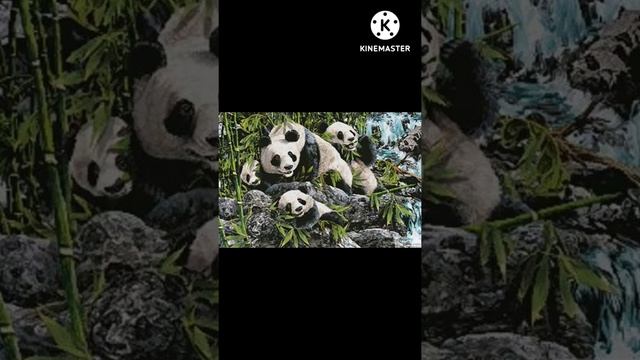 panda.panda photo.panda optical illusions HD. panda count numbers.numbur of animals.like this video смотреть онлайн