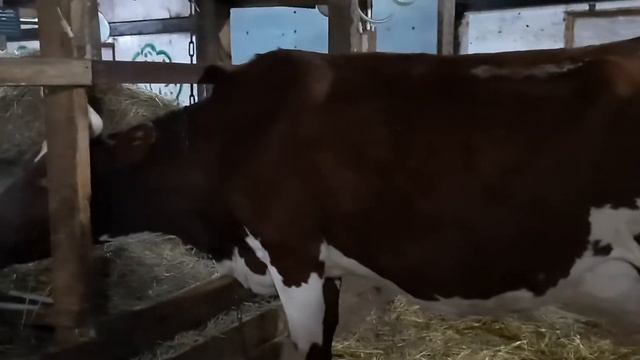 новорожденный бычок айрширской породы смотреть онлайн