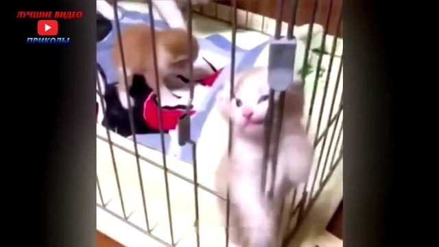 Приколы с кошками#1-Лучшие видео приколы 2016 смотреть онлайн