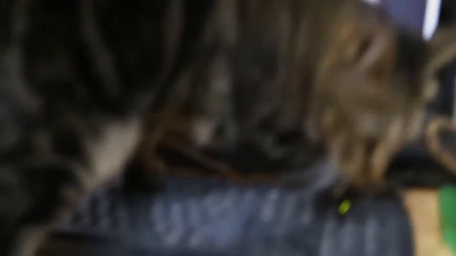 Гоша - наш бандитский кот :)) смотреть онлайн