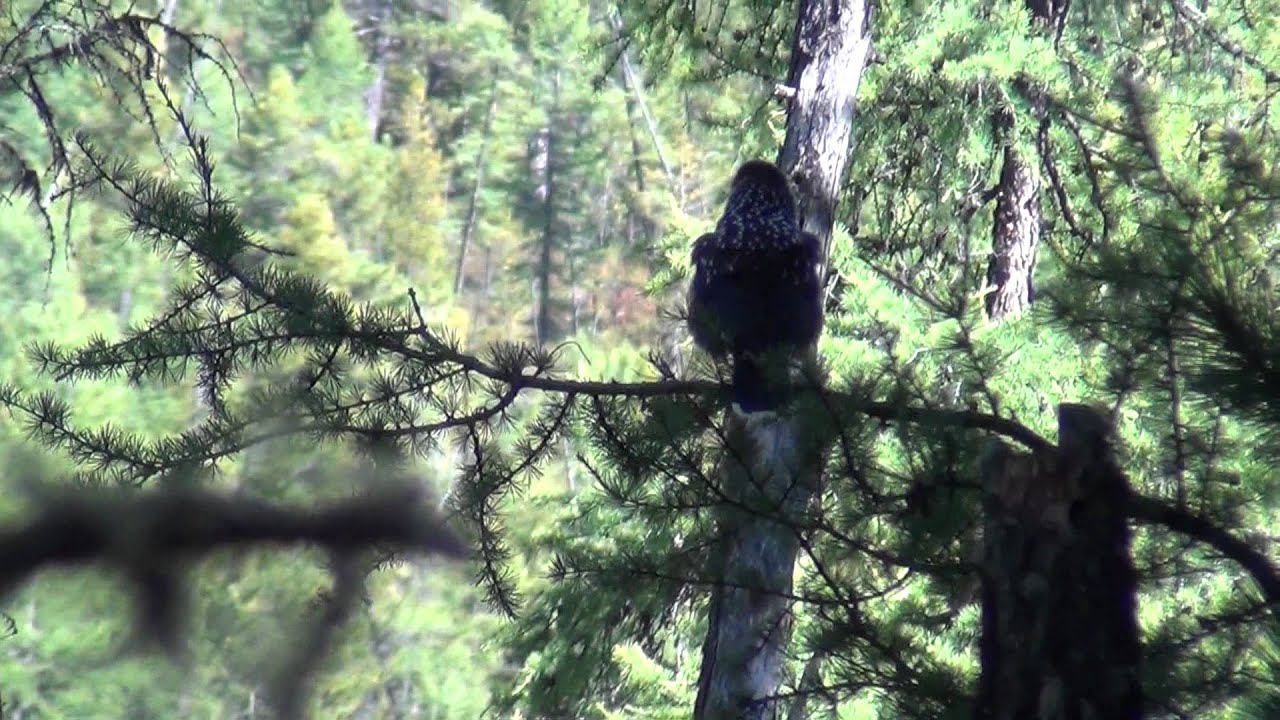 Кедровка смотреть онлайн