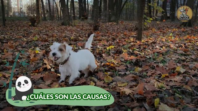 🐶 Infecciones en los Ojos de los Perros - Tipos, Causas, Tratamiento y Prevención 👀🐶 смотреть онлайн