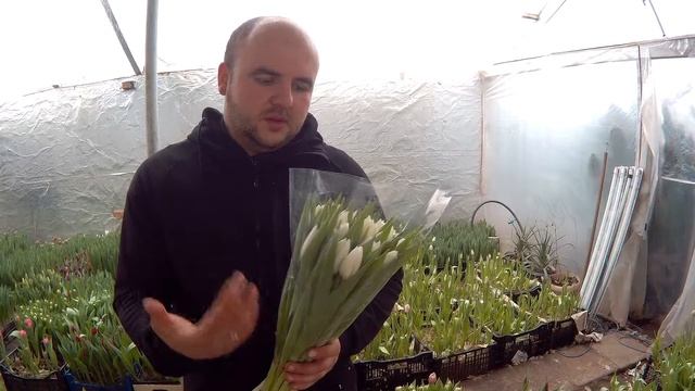 Вирощування тюльпанів. Тюльпани Снов Леді. Tulips Snow Lady / Выращивание тюльпанов. смотреть онлайн