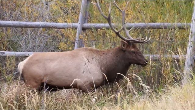 RMNP Elk Rutting Season 2019 смотреть онлайн