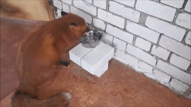 Такие разные лисы Альф и Василиса смотреть онлайн