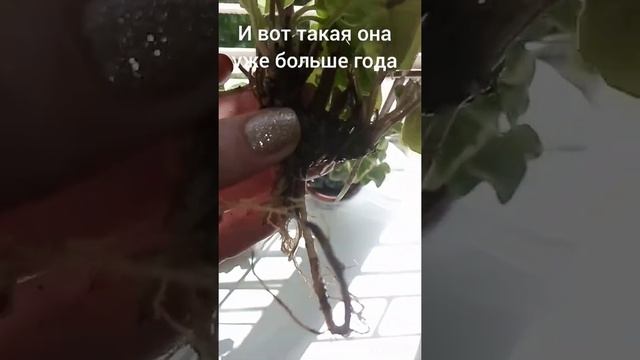 Гербера не растёт! Прошу совет! смотреть онлайн