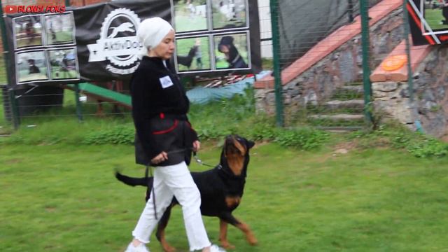 Dog Walking Training with Rottweiler & Doberman - Which one better? смотреть онлайн
