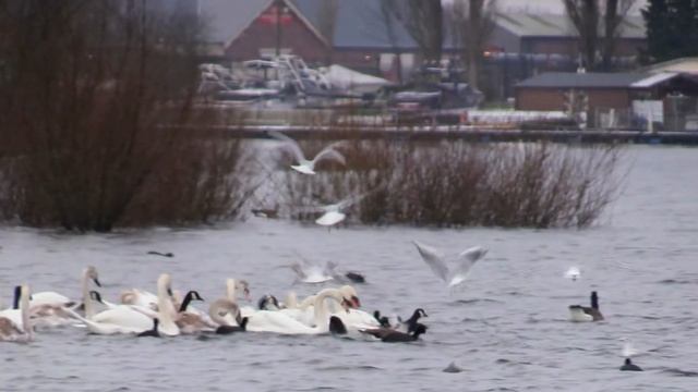 Winter Chasewater 2021 - Canon Legria HF G26 HD #canon #legria #hfg26 смотреть онлайн