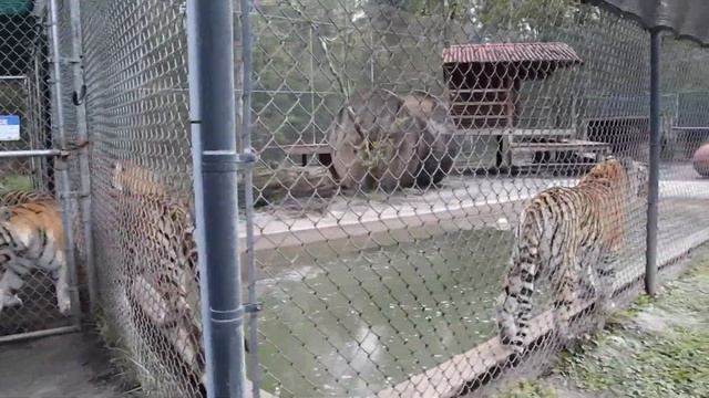 Catty Shack Ranch Wildlife Sanctuary Pond Build смотреть онлайн