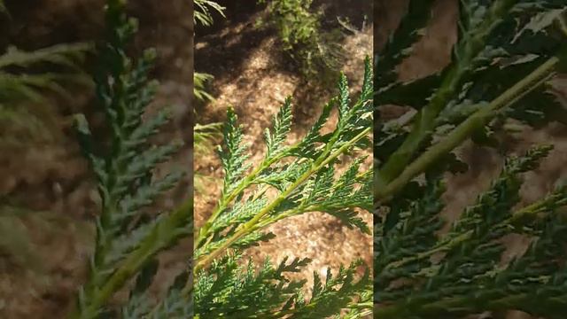 Chamaecyparis lawsoniana смотреть онлайн