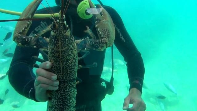 Подводные съемки лангуста. Корфу. смотреть онлайн