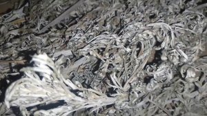 ☘️Полынь горькая. Польза полыни. Как принимать полынь. #полынь