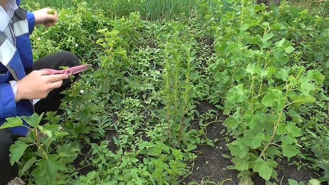 Обрезаем верхушки у саженцев смотреть онлайн