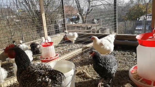 Обзор нового курятника//Куры породы смотреть онлайн