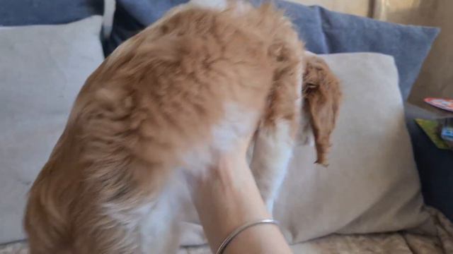 Наш милый и ласковый Атос