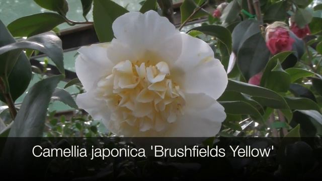 How to Grow Camellias - Types of Camellias смотреть онлайн