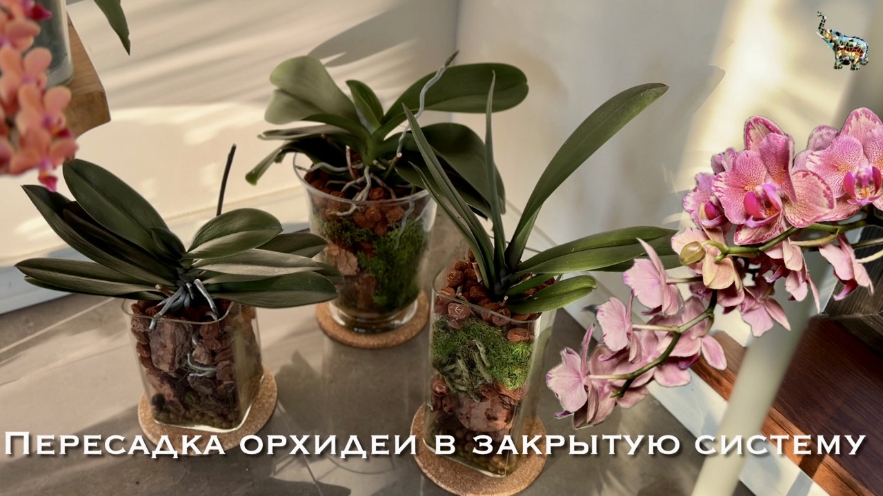 Пересадка взрослой орхидеи в закрытую систему ❤️ смотреть онлайн