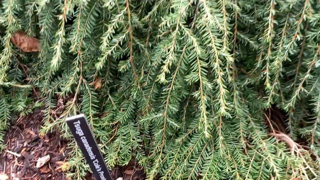 Tsuga canadensis 'Cole's Prostrate' Dwarf Spreading Hemlock April 2, 2020 смотреть онлайн