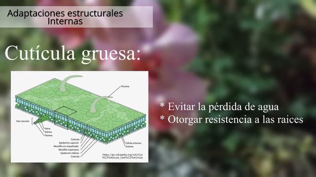 Plantas Epífitas