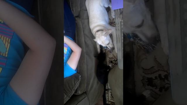 Yellow lab black Chihuahua смотреть онлайн