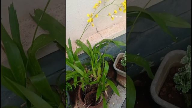 My Garden 💐🌷💐🌹🌹💐|| Sheeja Sreesan смотреть онлайн
