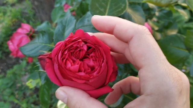 Eric Tabarly rose Red Eden 2019 june Kyiv part 1 смотреть онлайн