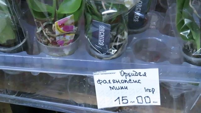 Шикарные желтые сортовики-Сладкая девочка,Лютик,Ринх и дешевый микс!!!! смотреть онлайн