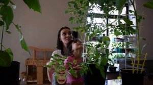 Физалис зацвёл. Юные садоводы