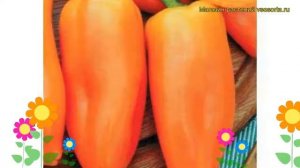 Перец сладкий Янтарь. Краткий обзор, описание характеристик, где купить саженцы, семена Iantar