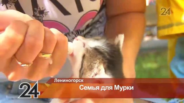 8 августа отмечается Всемирный день кошек смотреть онлайн