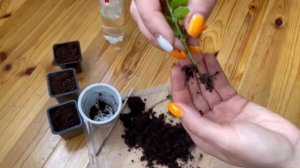 Укоренение Бересклета. Результат укоренения черенков бересклета.