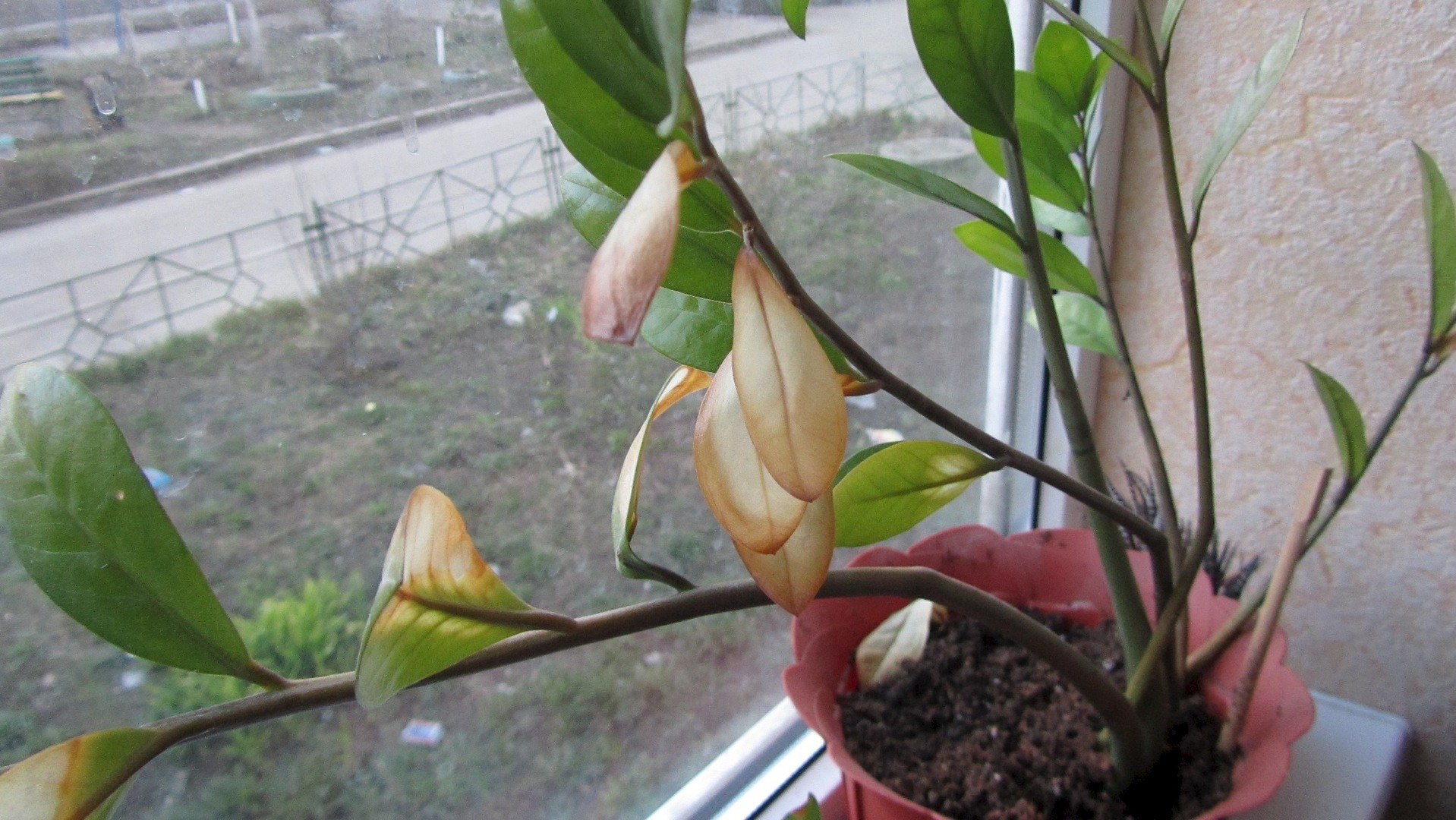 Болезни замиокулькаса и вредители: причины и лечение долларового дерева, методы борьбы с вредителями смотреть онлайн